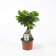 Ficus microcarpa Ginseng