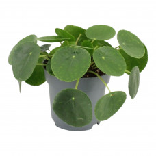 Pilea peperomioides