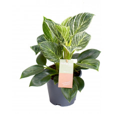 Philodendron Birkin