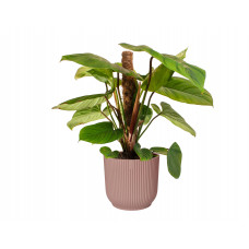 Philodendron Fuzzy Petiole  in ELHO ® Vibes Fold Rond (delicaat roze)