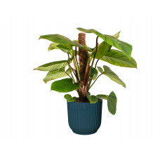 Philodendron Fuzzy Petiole  in ELHO ® Vibes Fold Rond (diepblauw)