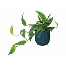 Epipremnum Blue Form in ELHO ® Vibes Fold Rond (diepblauw)