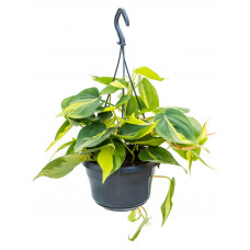 Philodendron scandens Brasil (hangplant)