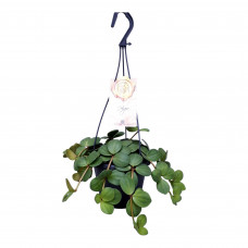 Peperomia Hope (hangplant) 