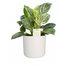 Philodendron ‘Birkin’ in ELHO b. for soft (wit)