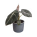 Plantenset Alocasia  (in blauw Laos keramiek)